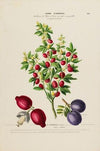Flore d’AmeÌrique, dessineÌe d’apreÌs nature sur les lieux Pl.195