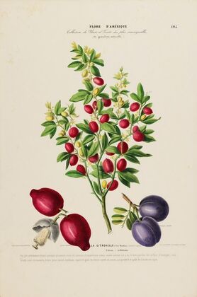 Flore d’AmeÌrique, dessineÌe d’apreÌs nature sur les lieux Pl.195