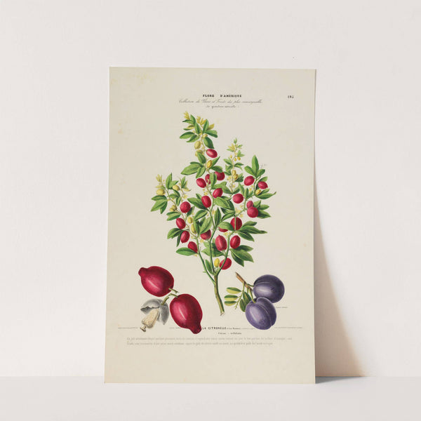 Flore d'Amérique, dessinée d'après nature sur les lieux Pl.195 by Etienne Denisse