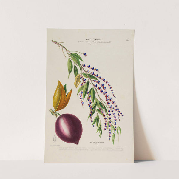 Flore d'Amérique, dessinée d'après nature sur les lieux Pl.196 by Etienne Denisse