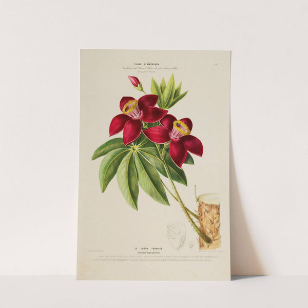 Flore d'Amérique, dessinée d'après nature sur les lieux Pl.197 by Etienne Denisse