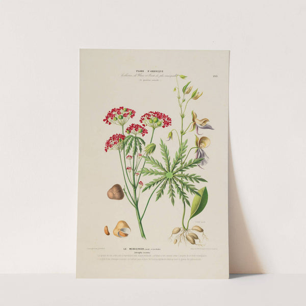 Flore d'Amérique, dessinée d'après nature sur les lieux Pl.199 by Etienne Denisse