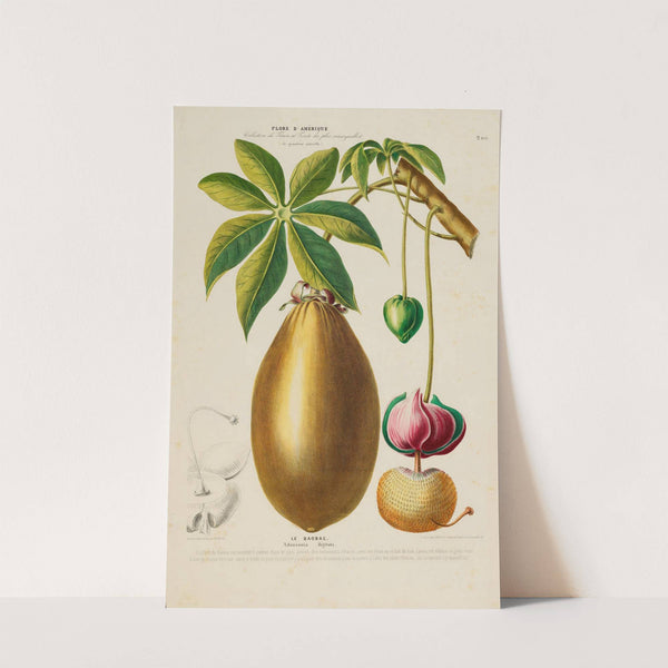 Flore d'Amérique, dessinée d'après nature sur les lieux Pl.200 by Etienne Denisse