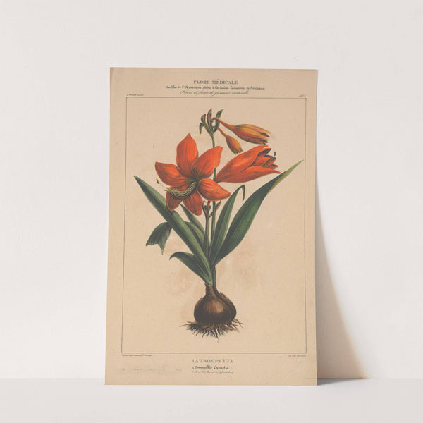 Flore d'Amérique Pl.04 by Etienne Denisse