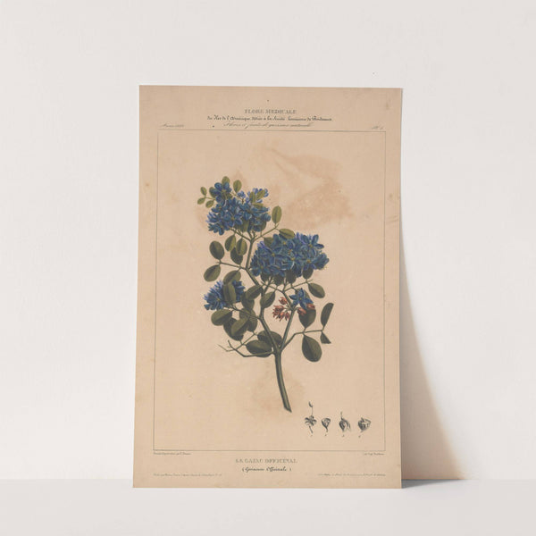 Flore d'Amérique Pl.05 by Etienne Denisse