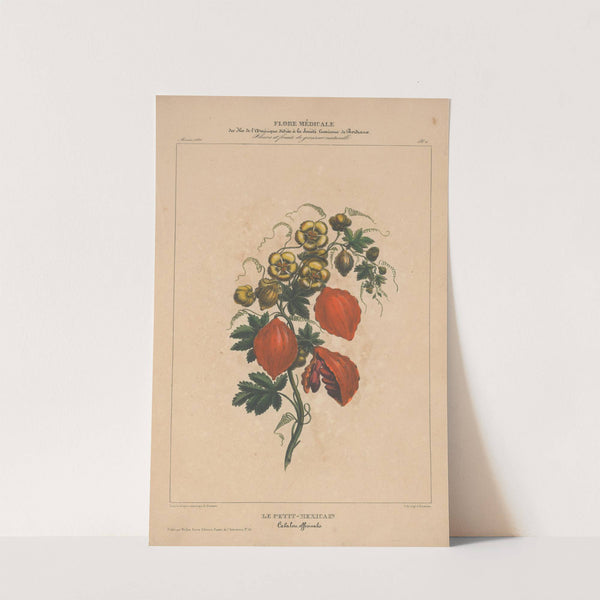 Flore d'Amérique Pl.06 by Etienne Denisse