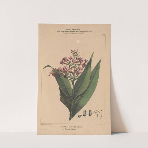 Flore d'Amérique Pl.07 by Etienne Denisse