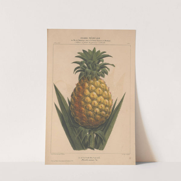 Flore d'Amérique Pl.08 by Etienne Denisse