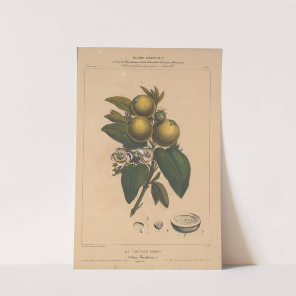 Flore d'Amérique Pl.10 by Etienne Denisse