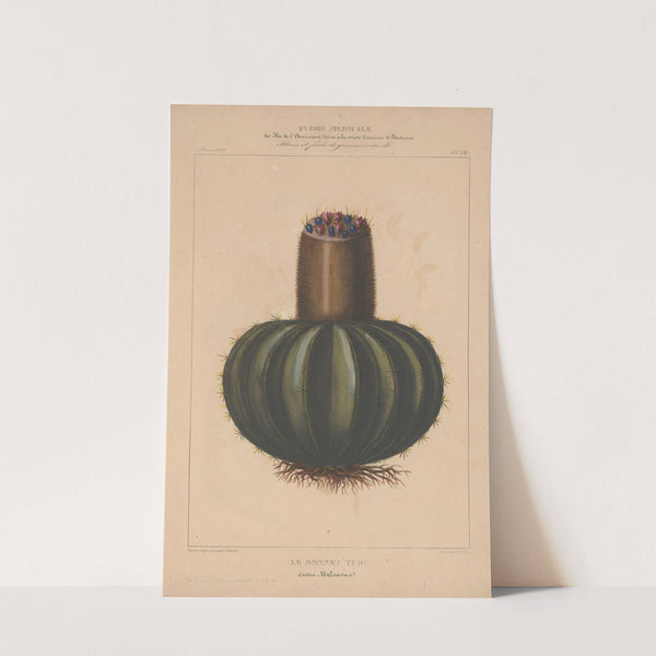 Flore d'Amérique Pl.12 by Etienne Denisse