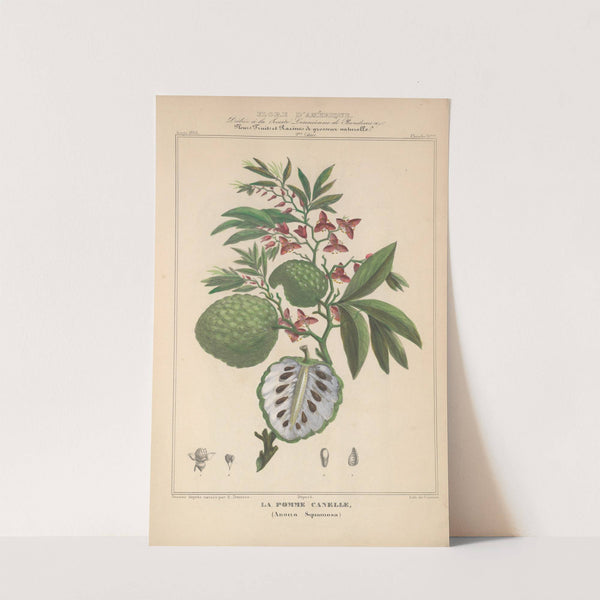 Flore d'Amérique Pl.15 by Etienne Denisse