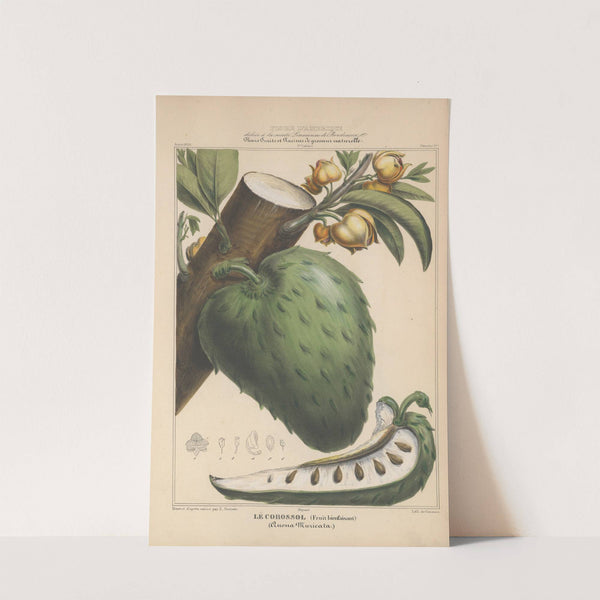 Flore d'Amérique Pl.17 by Etienne Denisse