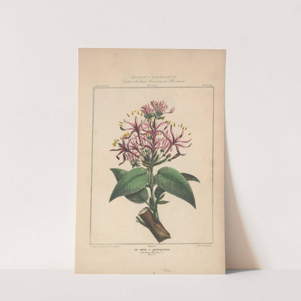 Flore d'Amérique Pl.18 by Etienne Denisse