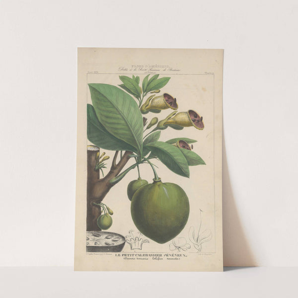 Flore d'Amérique Pl.19 by Etienne Denisse