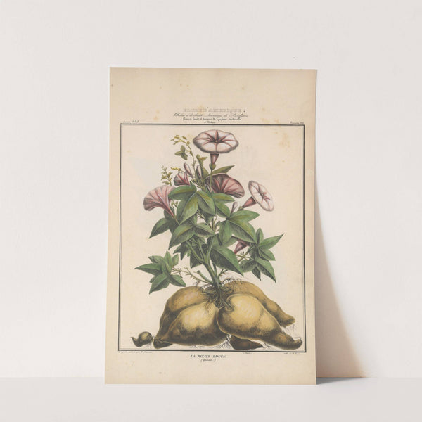 Flore d'Amérique Pl.20 by Etienne Denisse