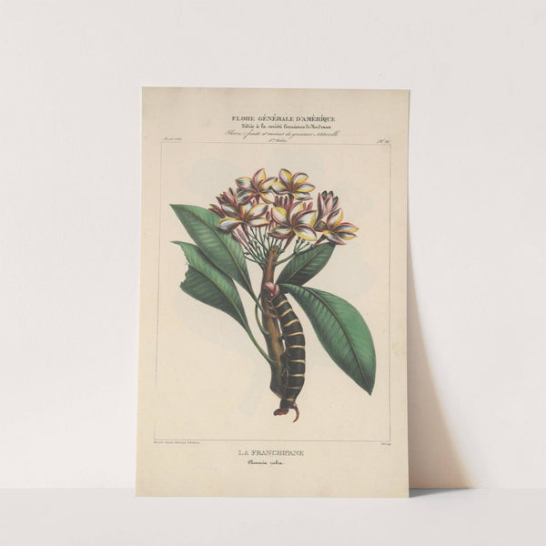 Flore d'Amérique Pl.21 by Etienne Denisse