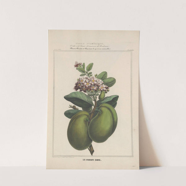 Flore d'Amérique Pl.23 by Etienne Denisse