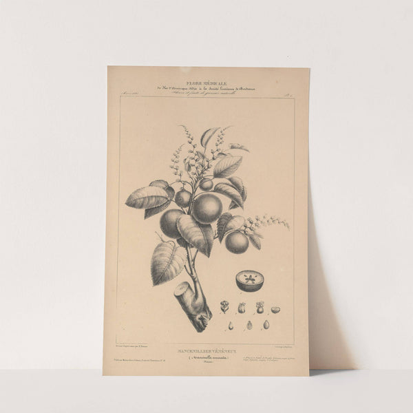 Flore d'Amérique Pl.25 by Etienne Denisse