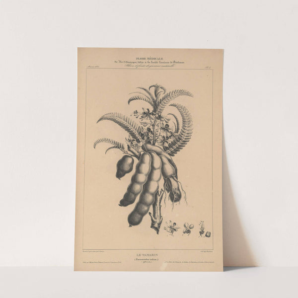 Flore d'Amérique Pl.27 by Etienne Denisse