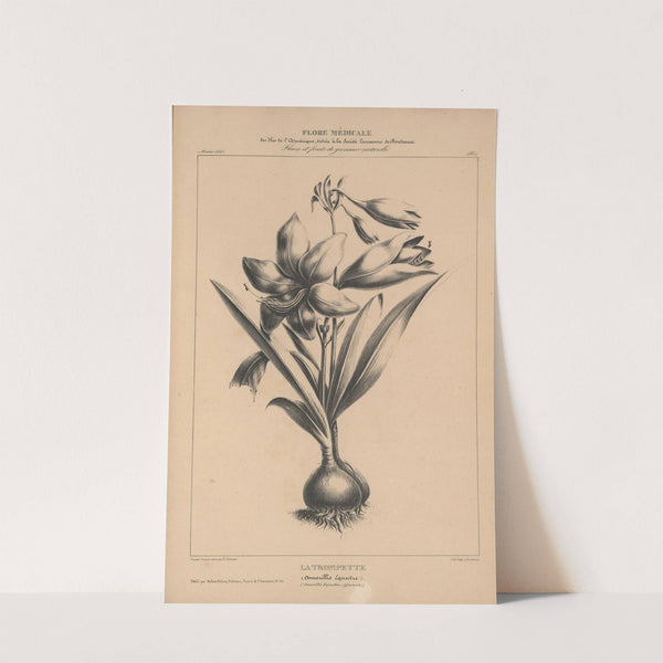 Flore d'Amérique Pl.28 by Etienne Denisse