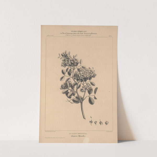 Flore d'Amérique Pl.29 by Etienne Denisse