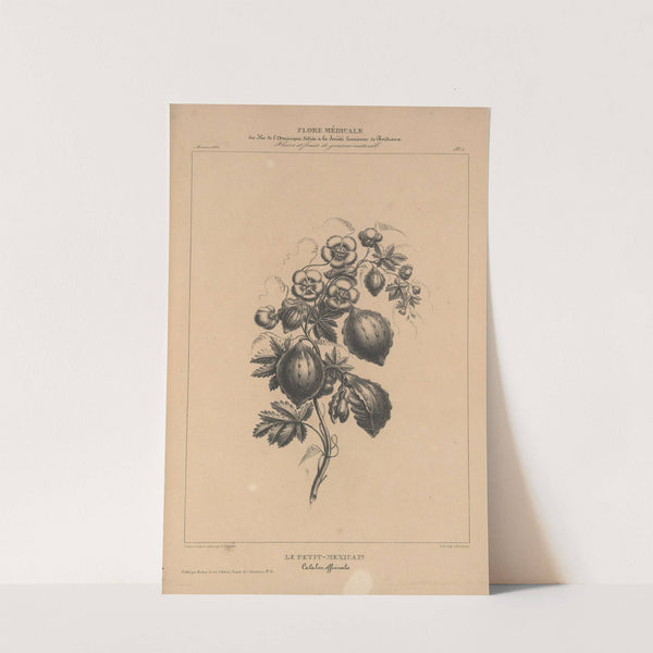 Flore d'Amérique Pl.30 by Etienne Denisse