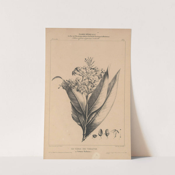 Flore d'Amérique Pl.31 by Etienne Denisse