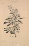 Flore d’AmeÌrique Pl.33