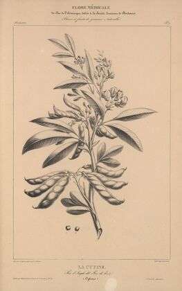 Flore d’AmeÌrique Pl.33
