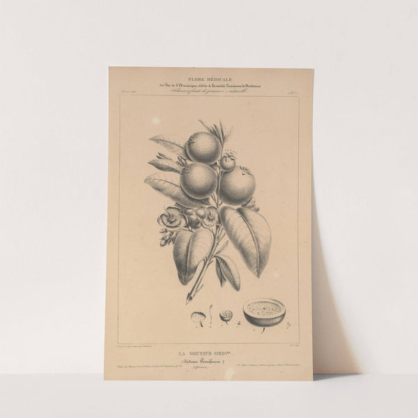 Flore d'Amérique Pl.34 by Etienne Denisse