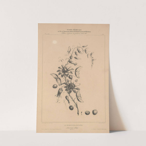 Flore d'Amérique Pl.35 by Etienne Denisse