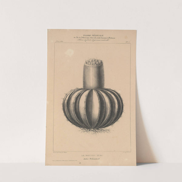 Flore d'Amérique Pl.36 by Etienne Denisse