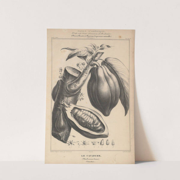 Flore d'Amérique Pl.37 by Etienne Denisse