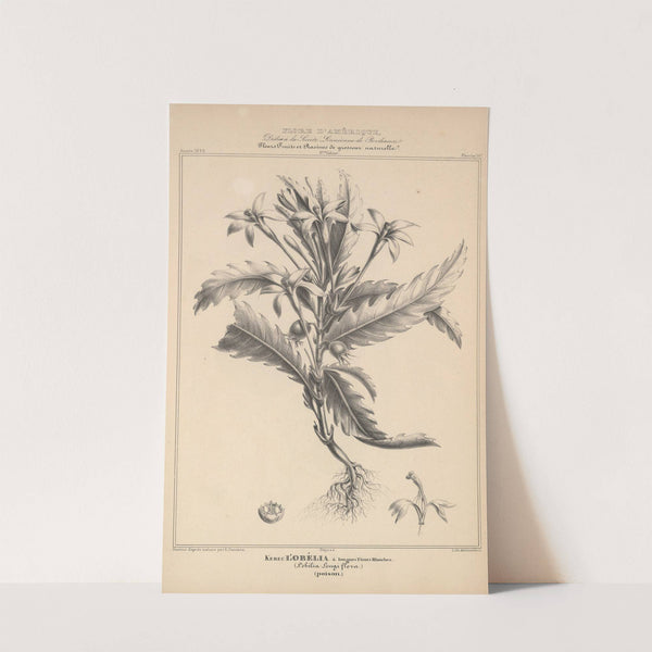 Flore d'Amérique Pl.38 by Etienne Denisse