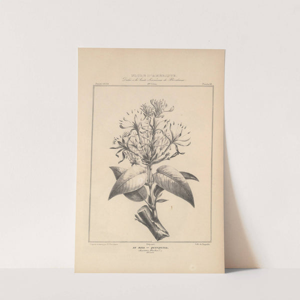 Flore d'Amérique Pl.42 by Etienne Denisse