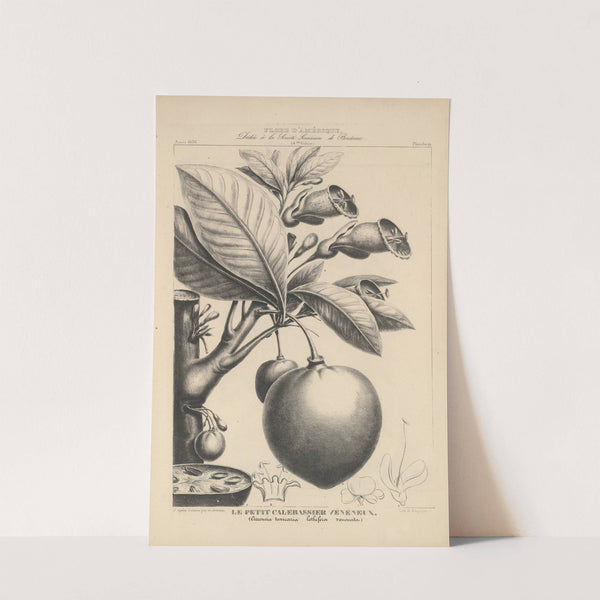 Flore d'Amérique Pl.43 by Etienne Denisse