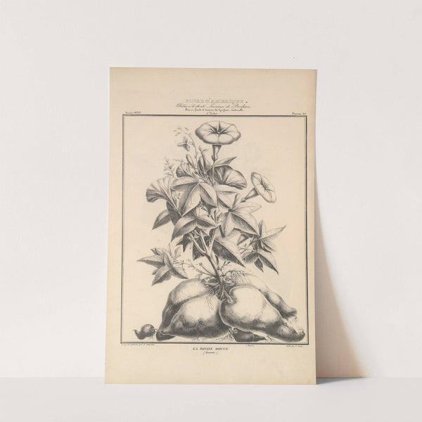 Flore d’Amérique Pl.44 (1835) by Etienne Denisse