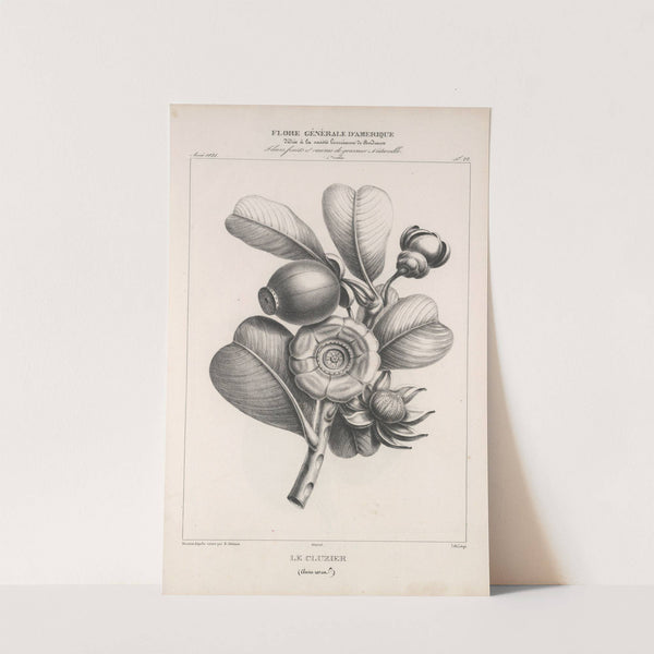 Flore d'Amérique Pl.46 by Etienne Denisse