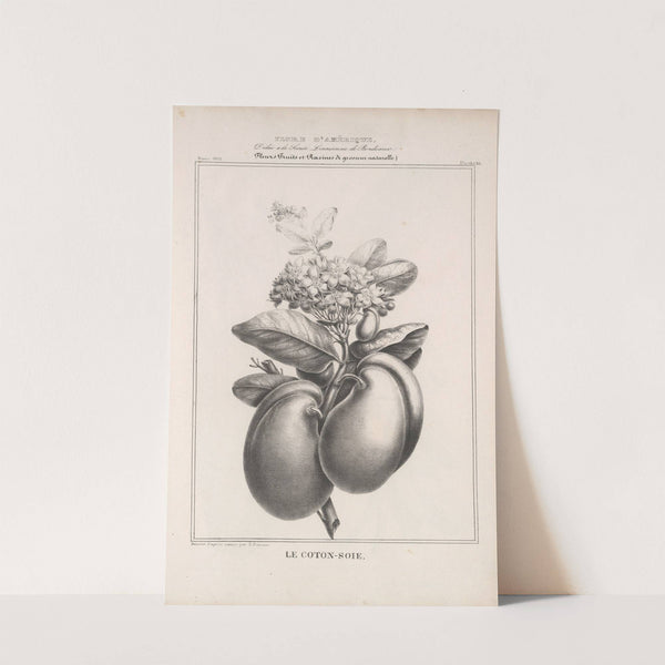 Flore d'Amérique Pl.47 by Etienne Denisse