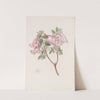 Florid Abelia by Sydenham Edwards