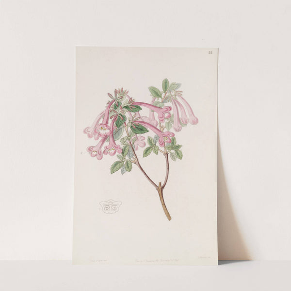 Florid Abelia by Sydenham Edwards