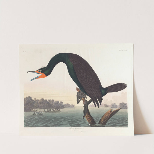 Florida cormorant by John James Audubon