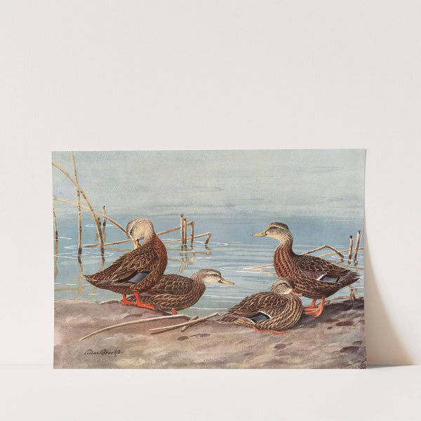 Florida Dusky Duck, Mexican Duck (1922-1926) by Allan Brooks