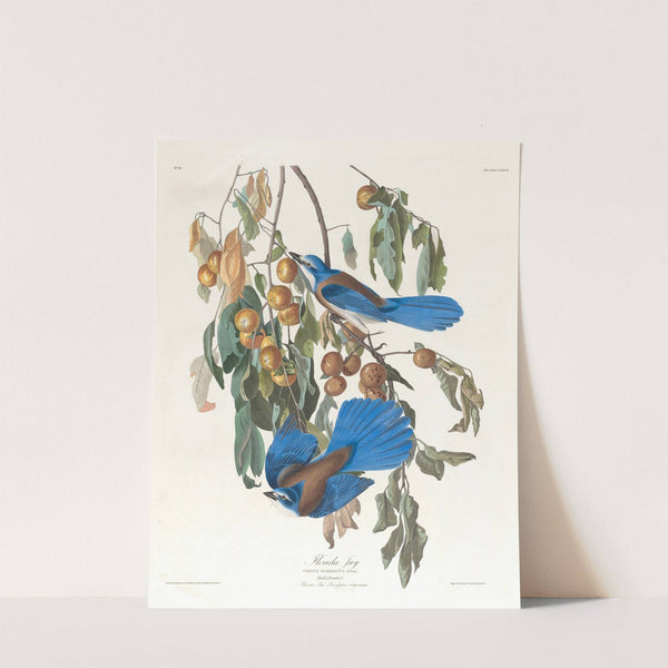 Florida jay by John James Audubon