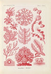 Florideae. – Rotalgen