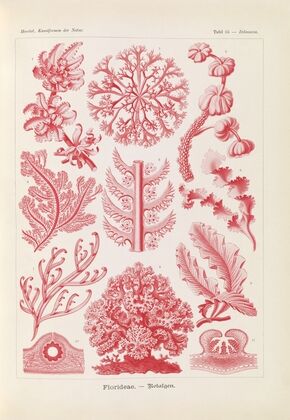 Florideae. – Rotalgen