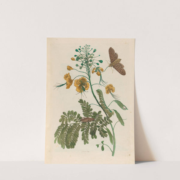 Flos Pavonis (1719) by Maria Sibylla Merian