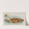 Flounder (1889) by Allen & Ginter