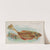 Flounder (1889) by Allen & Ginter