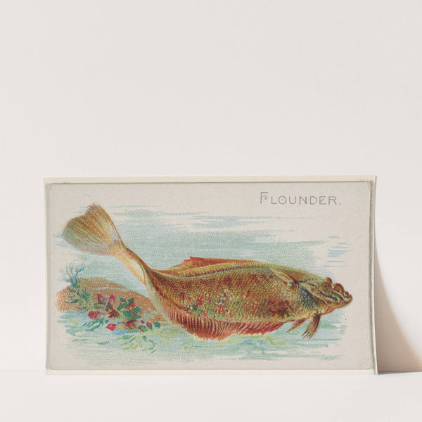 Flounder (1889) by Allen & Ginter
